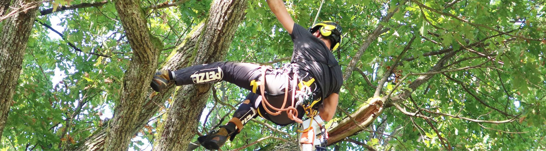 Arboristika - profesionální péče o stromy