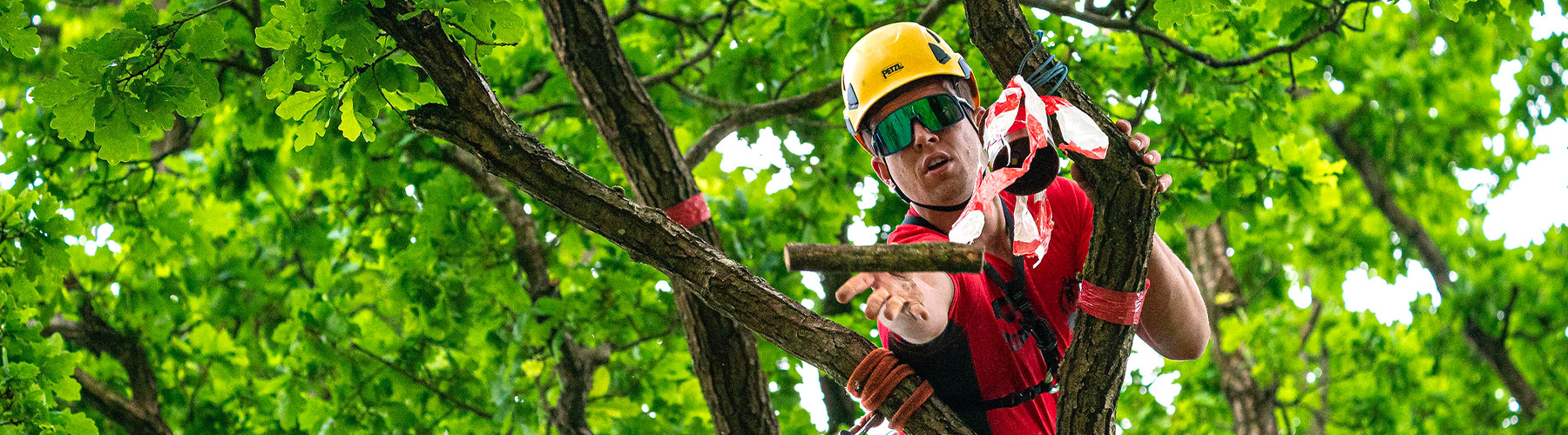 Lezení po stromech a sport?